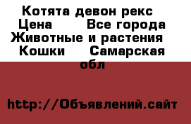 Котята девон рекс › Цена ­ 1 - Все города Животные и растения » Кошки   . Самарская обл.